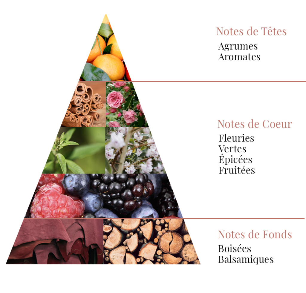 pyramide olfactive parfum